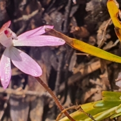 Caladenia fuscata at Gundaroo, NSW - 9 Sep 2022