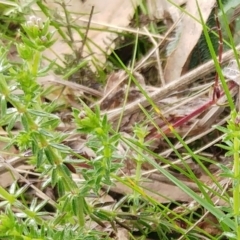 Asperula conferta (Common Woodruff) at Hawker, ACT - 6 Sep 2022 by sangio7