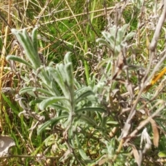 Vittadinia gracilis (New Holland Daisy) at Hawker, ACT - 6 Sep 2022 by sangio7