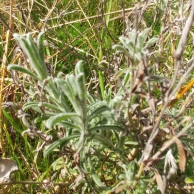 Vittadinia gracilis (New Holland Daisy) at Hawker, ACT - 6 Sep 2022 by sangio7