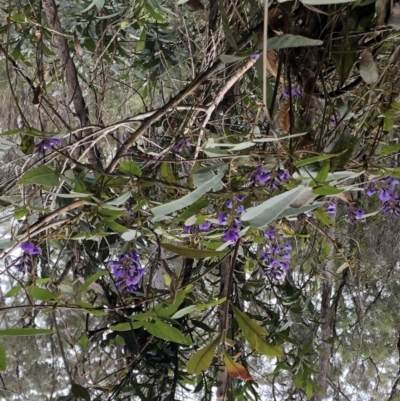 Hardenbergia violacea (False Sarsaparilla) at Chaelundi, NSW - 9 Sep 2022 by Topknot