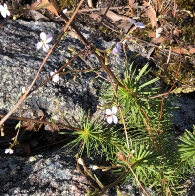 Stylidium laricifolium (Giant Triggerplant, Tree Triggerplant) at Chaelundi, NSW - 9 Sep 2022 by Topknot