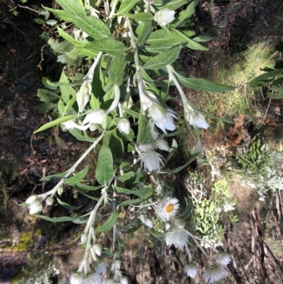 Coronidium elatum (White Everlasting Daisy) at Chaelundi, NSW - 9 Sep 2022 by Topknot