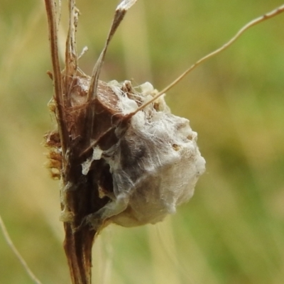 Unidentified Spider (Araneae) at Kambah, ACT - 7 Sep 2022 by HelenCross