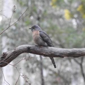 Cacomantis flabelliformis at Acton, ACT - 8 Sep 2022