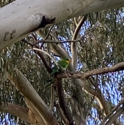 Polytelis swainsonii (Superb Parrot) at Wanniassa, ACT - 9 Sep 2022 by jksmits