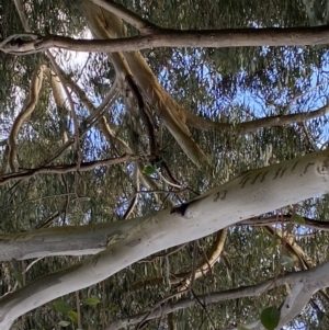 Polytelis swainsonii at Wanniassa, ACT - suppressed