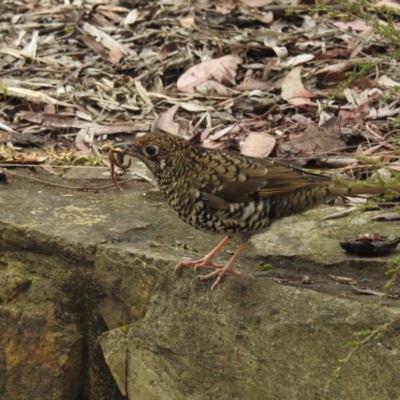 Zoothera lunulata (Bassian Thrush) at Acton, ACT - 8 Sep 2022 by HelenCross