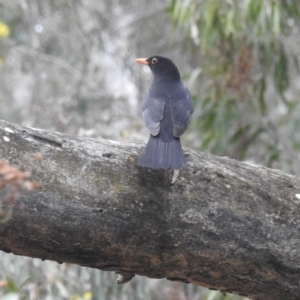 Turdus merula at Acton, ACT - 8 Sep 2022