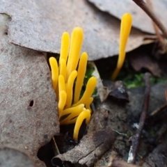 Clavulinopsis amoena (Yellow club) at Aranda Bushland - 15 Jun 2022 by drakes