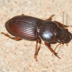 Unverified Carab beetle (Carabidae) at Irymple, NSW - 6 Sep 2022 by Harrisi
