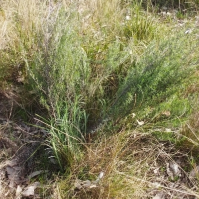 Chrysocephalum semipapposum (Clustered Everlasting) at Hawker, ACT - 6 Sep 2022 by sangio7