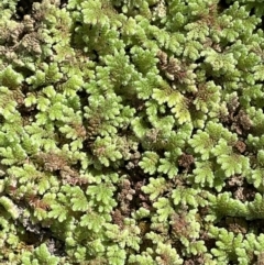 Azolla rubra (Red Water Fern) at Murtho, SA - 30 Aug 2022 by JaneR