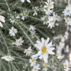 Olearia pimeleoides (Pimelea Daisy-bush) at Murtho, SA - 30 Aug 2022 by JaneR