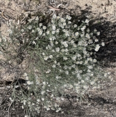 Olearia pimeleoides at Murtho, SA - 30 Aug 2022 01:36 PM