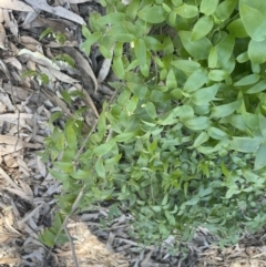 Asparagus asparagoides at Calperum Station, SA - 31 Aug 2022 02:03 PM