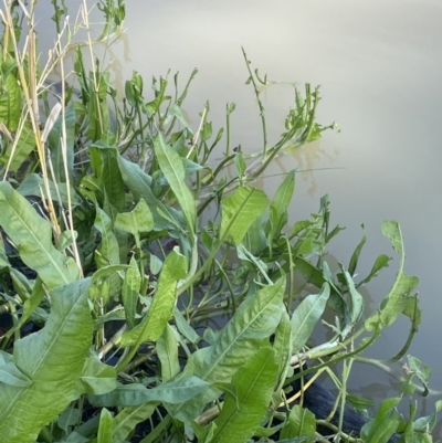 Rumex bidens (Swamp Dock) at Murtho, SA - 1 Sep 2022 by JaneR