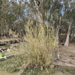 Arundo donax (Spanish Reed, Giant Reed) at Chowilla, SA - 1 Sep 2022 by JaneR