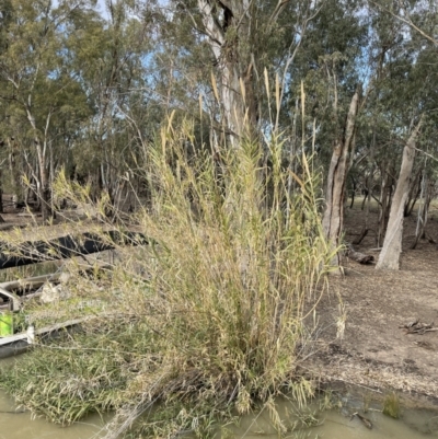 Arundo donax (Spanish Reed, Giant Reed) at Chowilla, SA - 2 Sep 2022 by JaneR