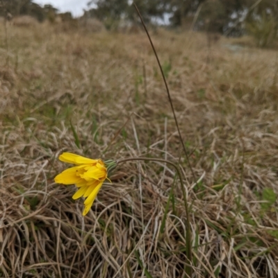 Microseris walteri (Yam Daisy, Murnong) at Bullen Range - 9 Sep 2022 by HelenCross