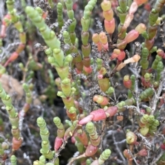 Sarcocornia quinqueflora subsp. quinqueflora (Beaded Glasswort) at Chowilla, SA - 2 Sep 2022 by JaneR