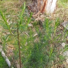 Cassinia quinquefaria (Rosemary Cassinia) at Hawker, ACT - 6 Sep 2022 by sangio7