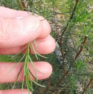 Cassinia quinquefaria at Hawker, ACT - 6 Sep 2022