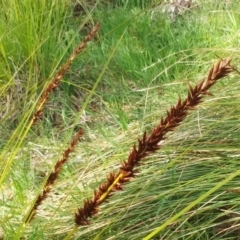 Carex appressa (Tall Sedge) at The Pinnacle - 6 Sep 2022 by sangio7