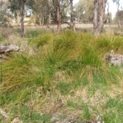 Carex appressa at Molonglo Valley, ACT - 6 Sep 2022