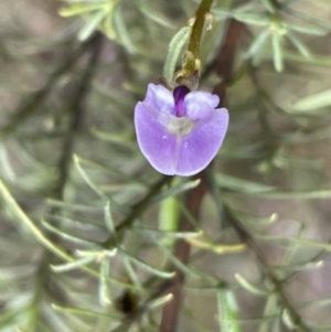 Glycine clandestina at Jerrabomberra, NSW - 10 Sep 2022