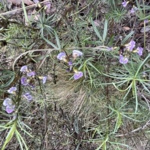 Glycine clandestina at Jerrabomberra, NSW - 10 Sep 2022