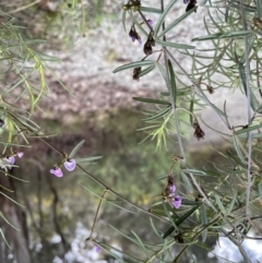 Glycine clandestina at Jerrabomberra, NSW - 10 Sep 2022