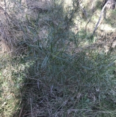 Dodonaea viscosa subsp. angustifolia at Hackett, ACT - 28 Aug 2022