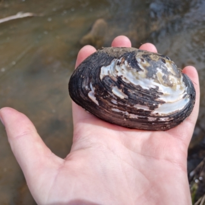 Hyriidae sp. (family) (Freshwater Mussels) at Bungendore, NSW - 10 Sep 2022 by clarehoneydove