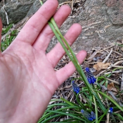 Muscari armeniacum (Grape Hyacinth) at Bungendore, NSW - 8 Sep 2022 by clarehoneydove