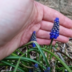 Muscari armeniacum at Bungendore, NSW - 8 Sep 2022