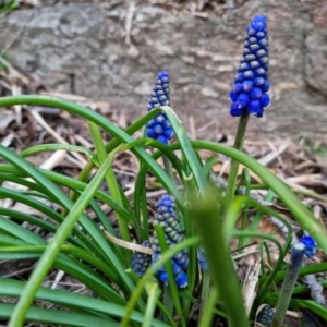 Muscari armeniacum at Bungendore, NSW - 8 Sep 2022