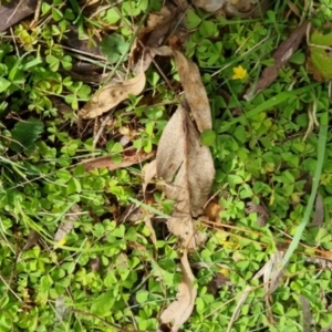 Oxalis sp. at Bungendore, NSW - 10 Sep 2022