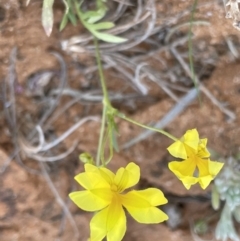 Goodenia fascicularis (Mallee Goodenia, Silky Goodenia) at Murtho, SA - 1 Sep 2022 by JaneR