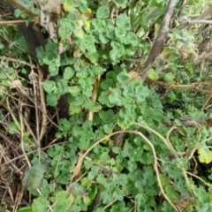 Marrubium vulgare (Horehound) at Bungendore, NSW - 10 Sep 2022 by clarehoneydove