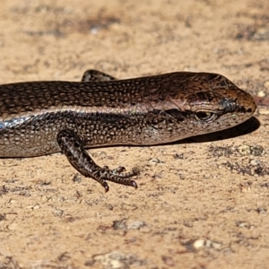 Lampropholis delicata at Wanniassa, ACT - 10 Sep 2022 12:36 PM