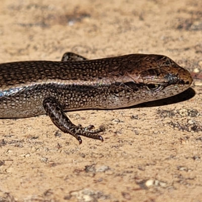 Lampropholis delicata (Delicate Skink) at Wanniassa, ACT - 10 Sep 2022 by trevorpreston