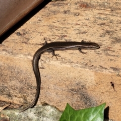 Lampropholis delicata at Wanniassa, ACT - 10 Sep 2022 12:36 PM