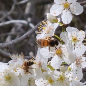 Apis mellifera at Bungendore, NSW - 10 Sep 2022