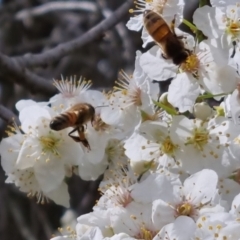 Apis mellifera at Bungendore, NSW - 10 Sep 2022