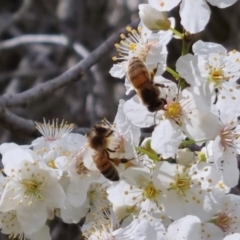 Apis mellifera at Bungendore, NSW - 10 Sep 2022 10:22 AM