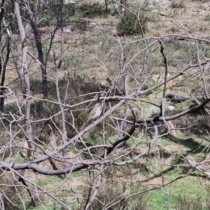 Caligavis chrysops at Bungendore, NSW - 10 Sep 2022