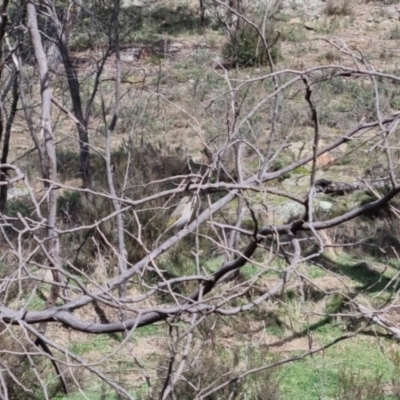 Caligavis chrysops (Yellow-faced Honeyeater) at Bungendore, NSW - 10 Sep 2022 by clarehoneydove