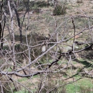 Caligavis chrysops at Bungendore, NSW - 10 Sep 2022