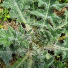 Cirsium vulgare (Spear Thistle) at Bungendore, NSW - 10 Sep 2022 by clarehoneydove